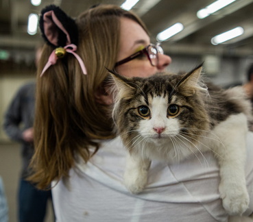 Cat Fest