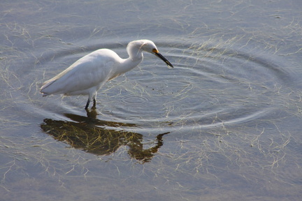July Bird Walk - Bolsa Chica Ecological Reserve