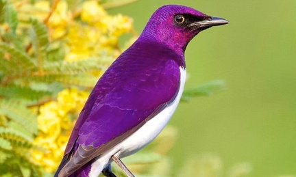 Cambridge Bird Sale