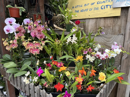 Orchids 101 City Farmers Nursery