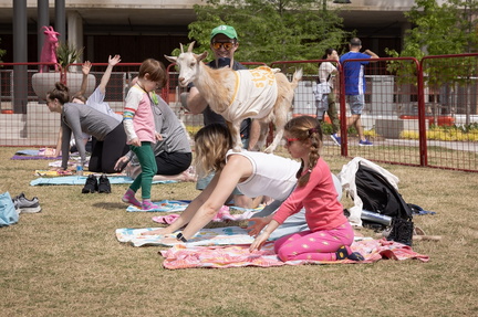 GOAT YOGA