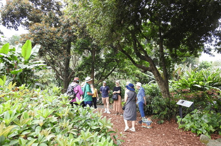 Camellia Guided Walk