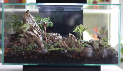 terrarium day
