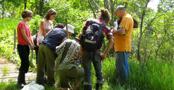 Ethical Foraging Herb Walk - The Living Centre