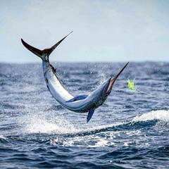 Marlins for Mason