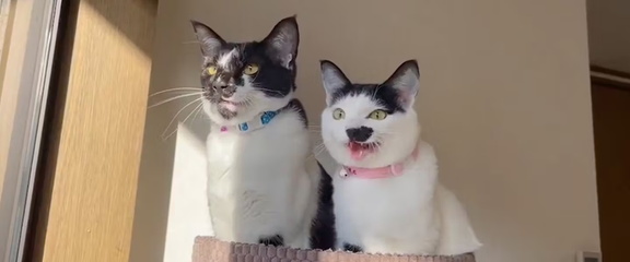 CatVideoFest