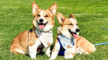 Bark in the Park