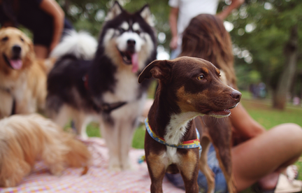 Dog Party Dogs