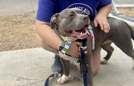 Dallas Pets Alive