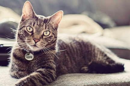 Cat Video Fest 2025
