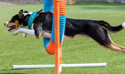Canine Champions for Conservation