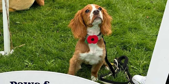 Charity family fun day and dog show