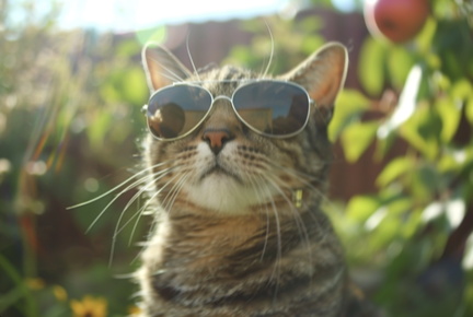 CatVideoFest 2025
