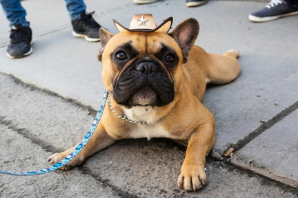 cowboy dog 31