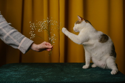 Cat Video Fest