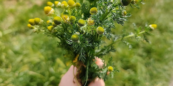 Celebrate Lammas - A Festival of First Harvest