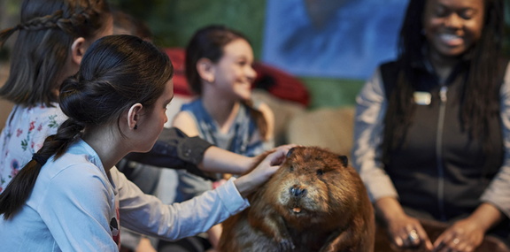 Beaver Tales - Canadian Museum of History