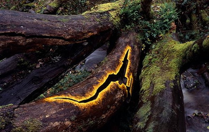 Andy Goldsworthy - Fifty Years