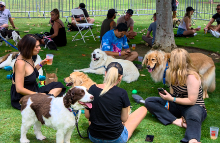 Anniversary Cardiff Dog Days of Summer