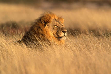 lion-day1-scaled