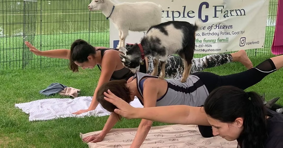 Yoga with Goats - Triple C Farm