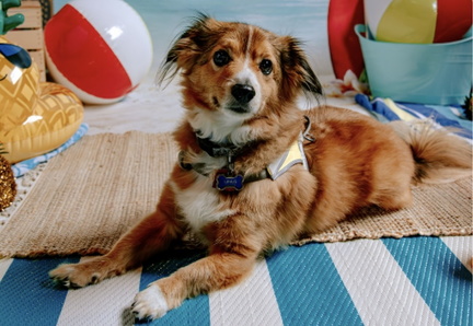 Dog Days of Summer