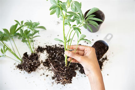 Plant Propagation &amp; Indoor Growing Class