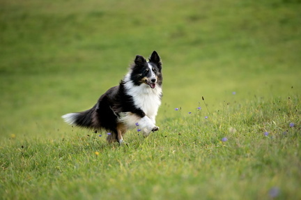 Top Dog Film Festival