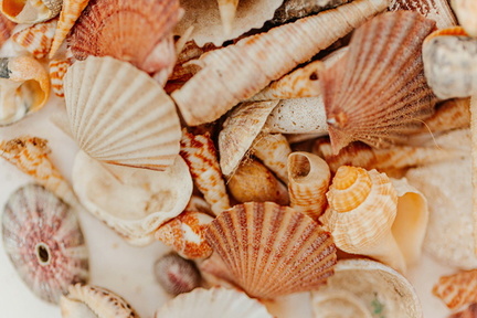 Sea Shell Art Workshop