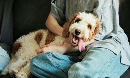 Create Pawsitivity