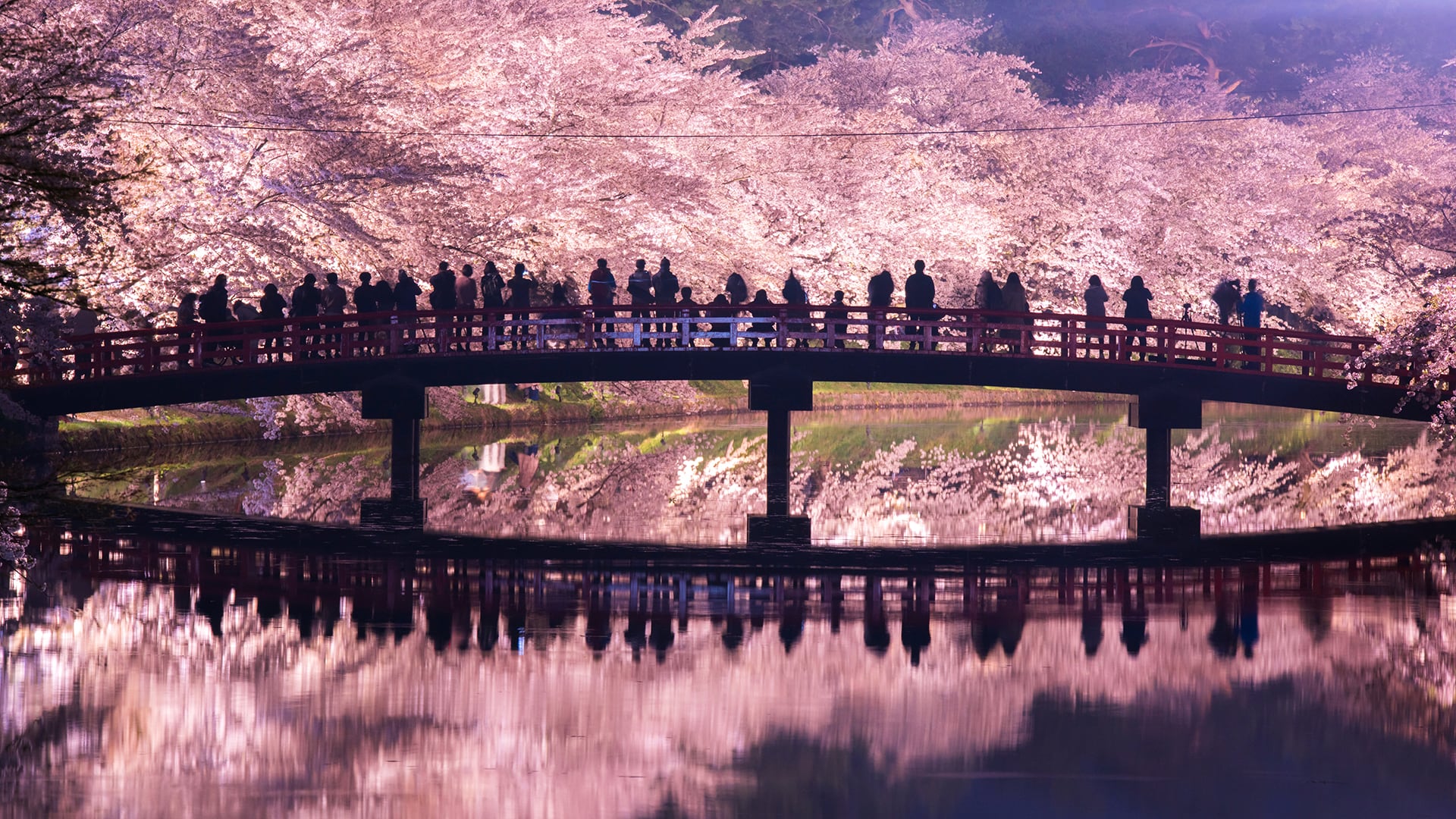 Image for Hirosaki Cherry Blossom Festival