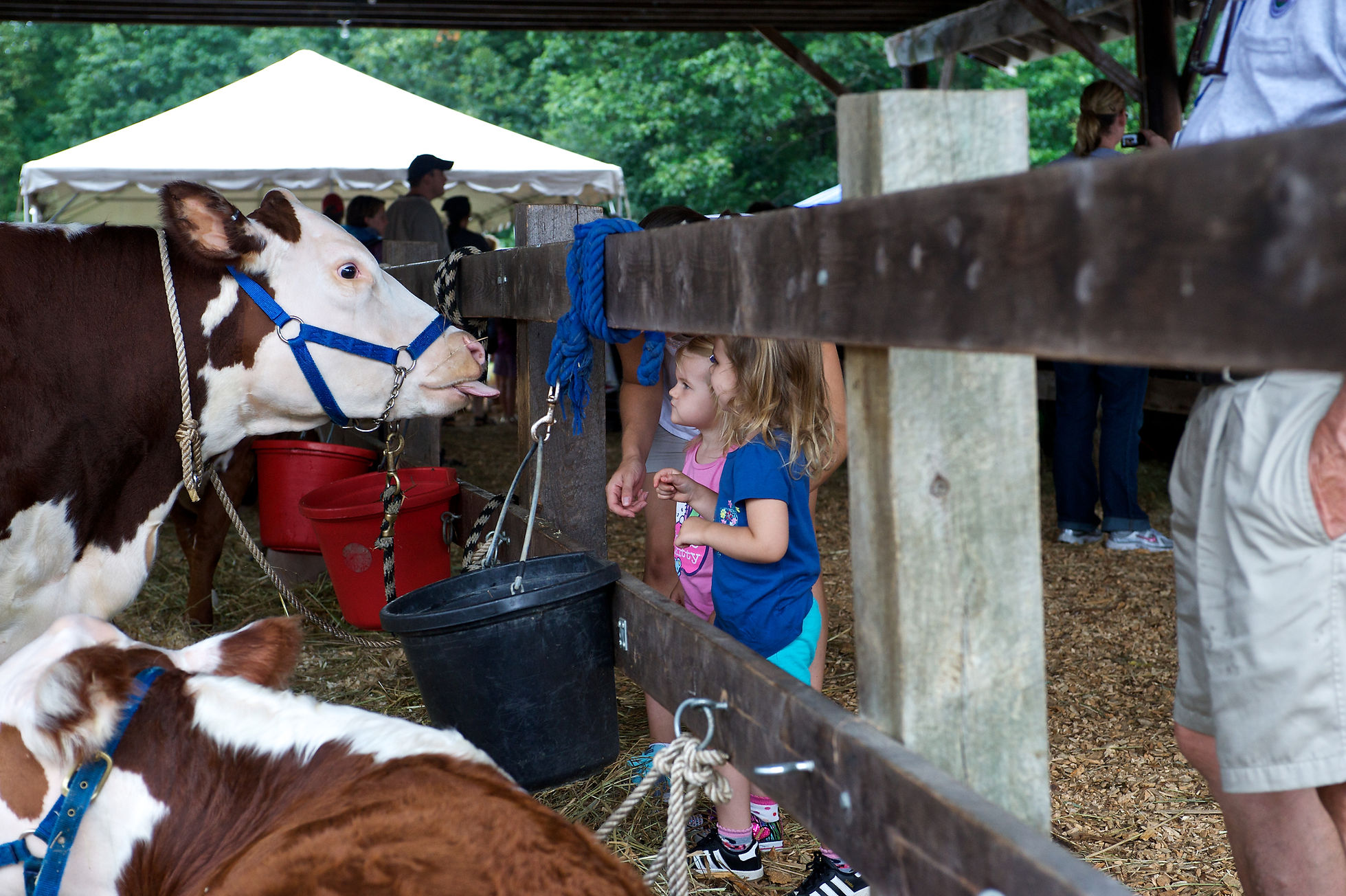 Image for Bolton Fair