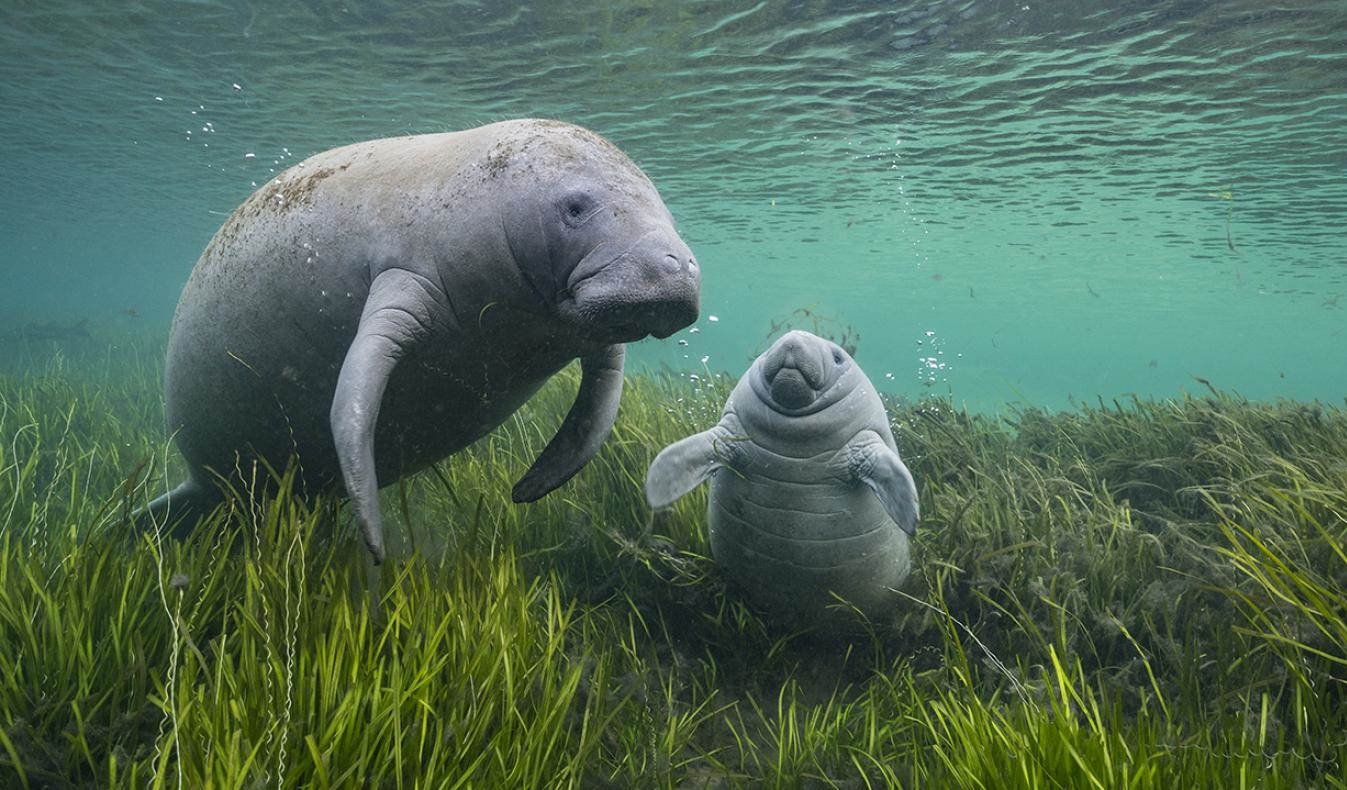 Image for Wildlife Photographer of the Year