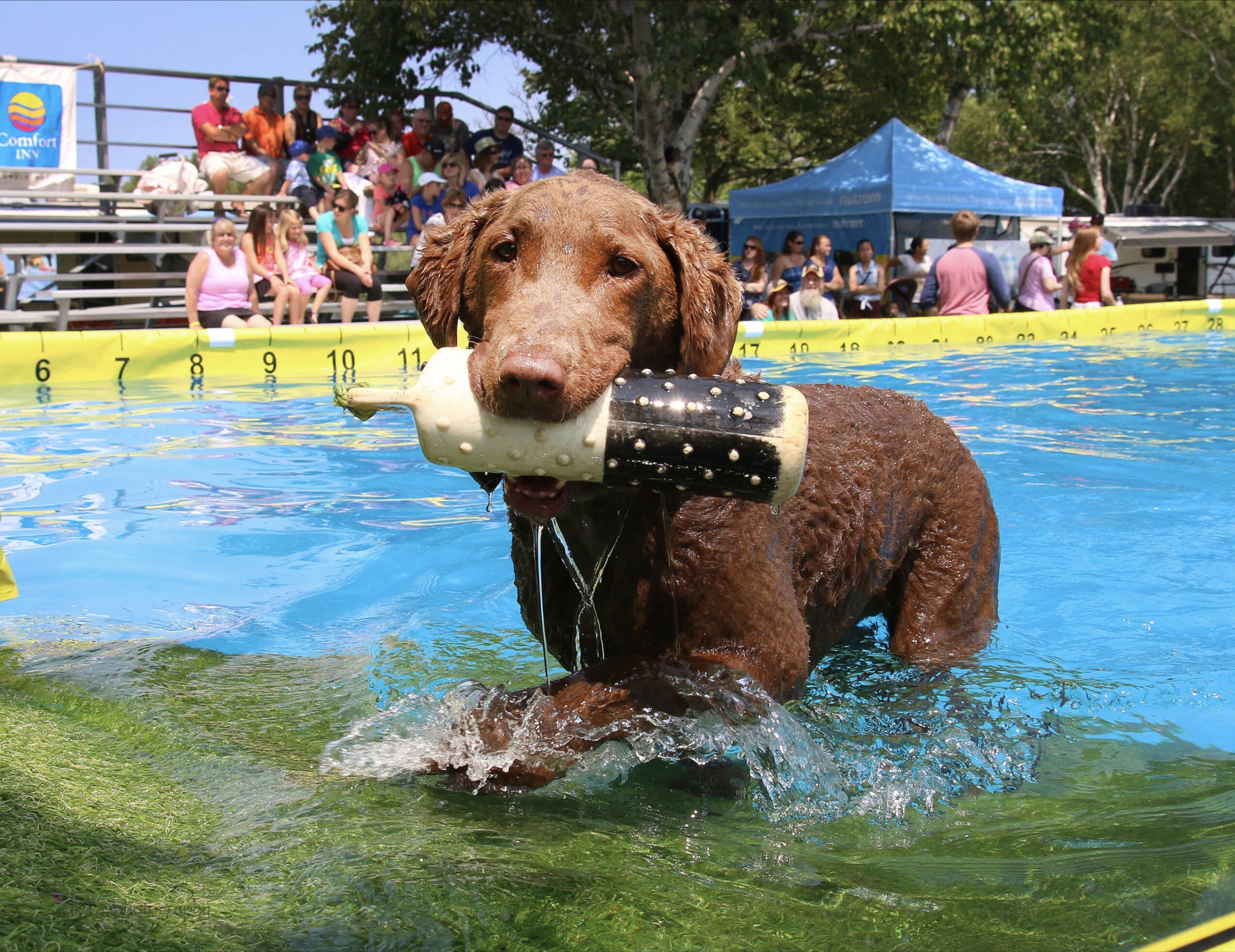 Image for Redpath Waterfront Festival Toronto