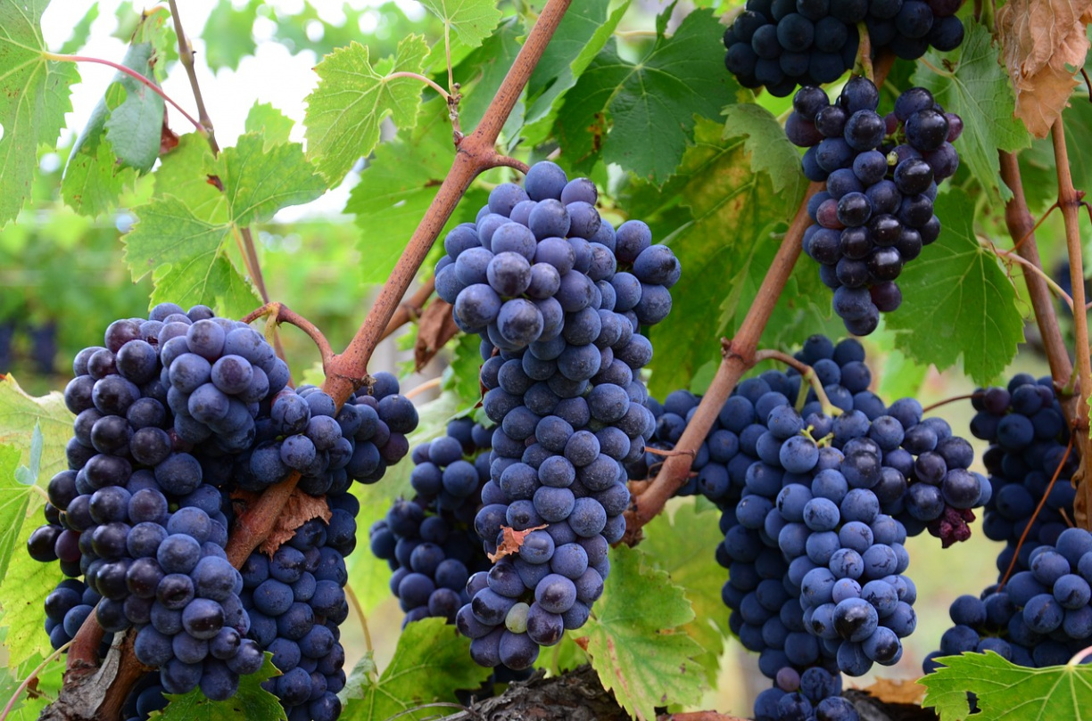 Image for Pride Wine Fest with Out in the Vineyard