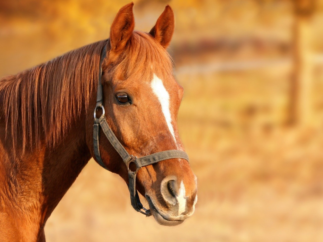 Image for Mini Horse Yoga