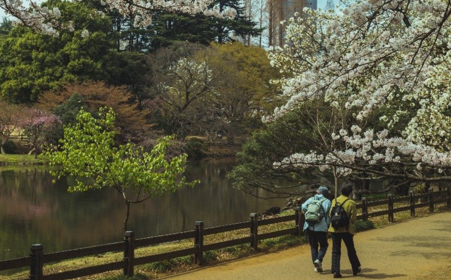 Image for Shinjuku Gyoen Blossom Festival (Hanami)