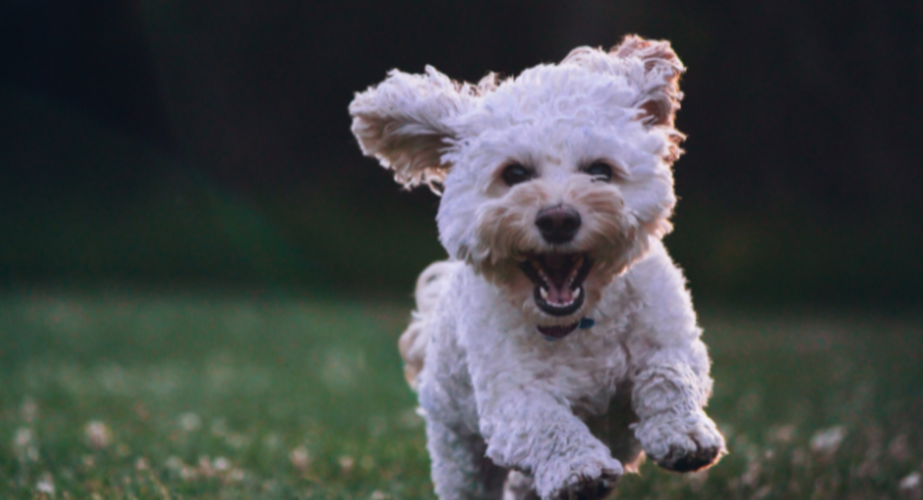 Image for PAWrade Pawty