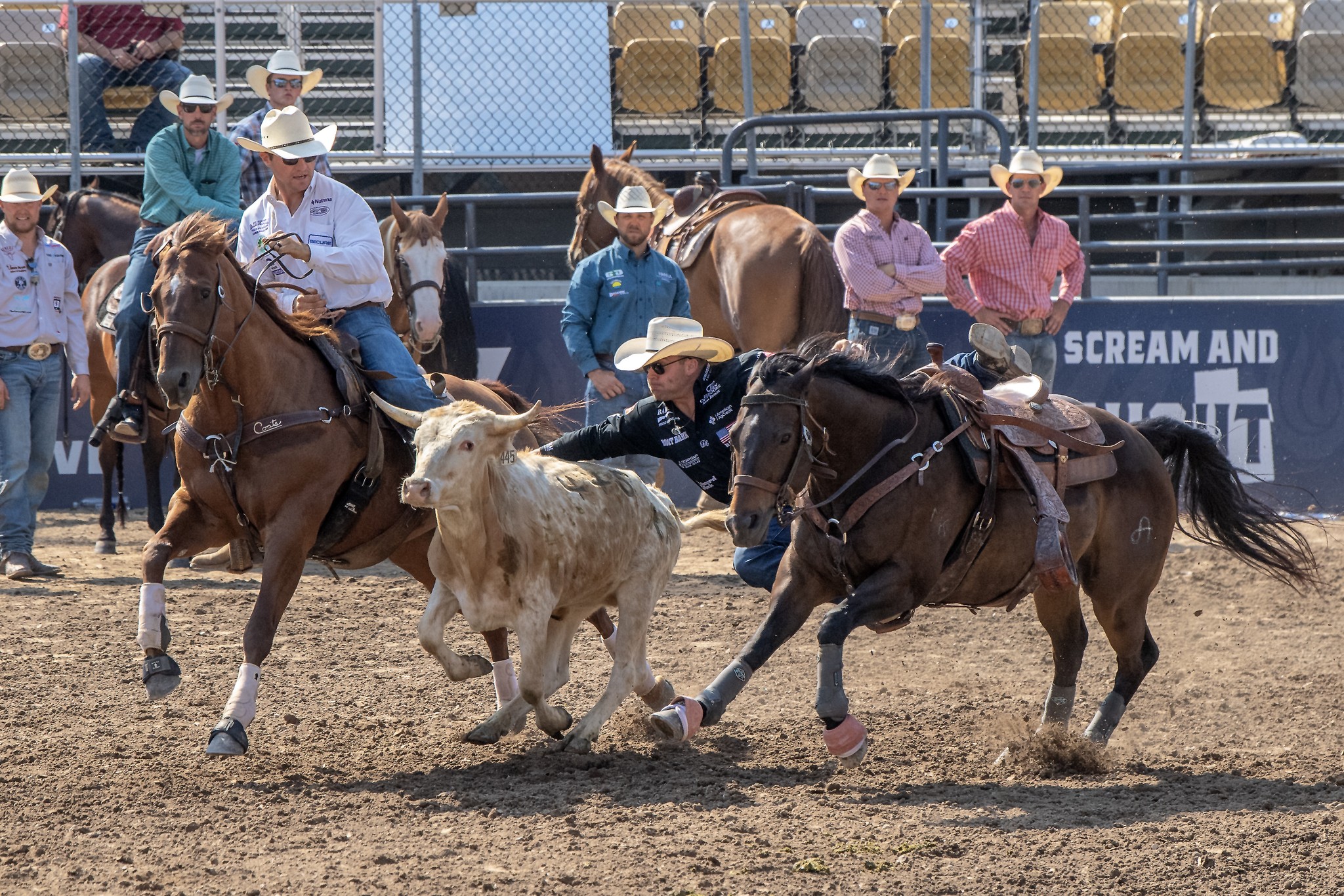 Image for Utah Days of ’47 Rodeo