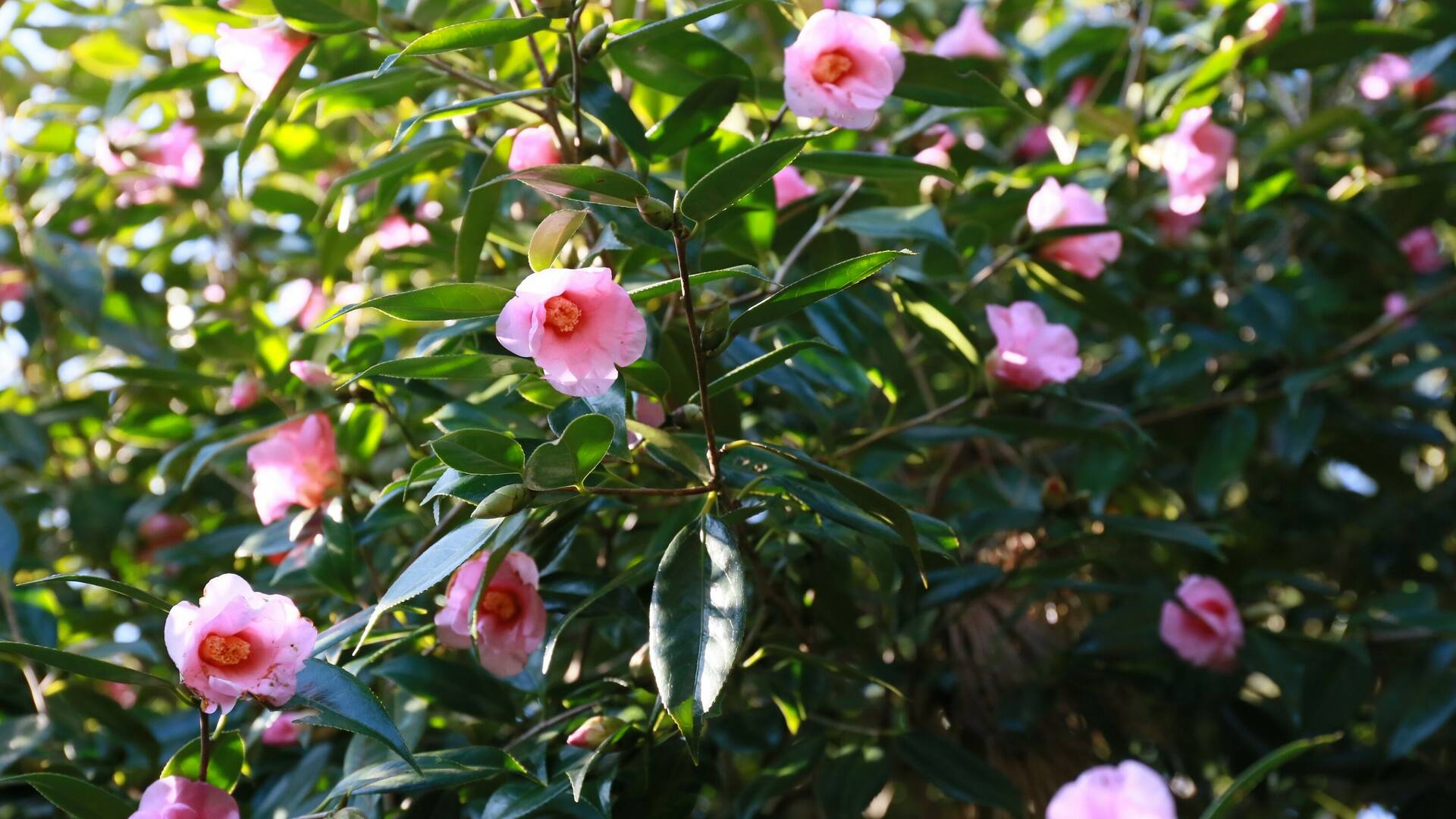 Image for Camellia Week