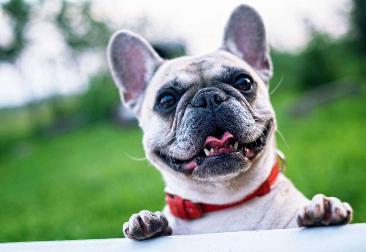 Image for Denver Dog Fair