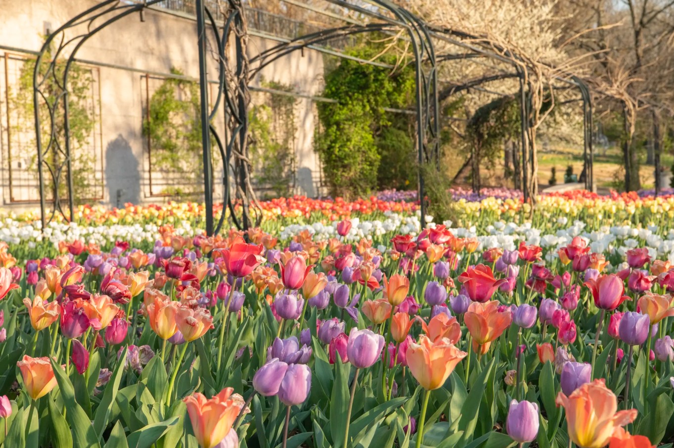 Image for Cheekwood in Bloom: Love is in the Air