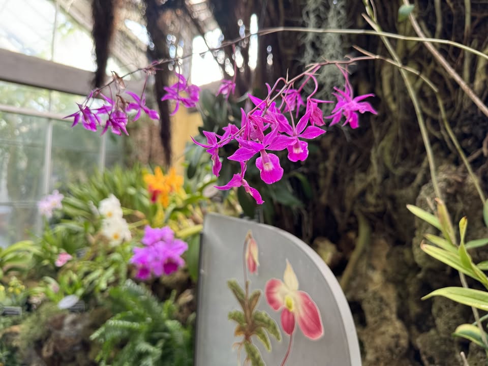 Image for Orchids: Masters of Deception