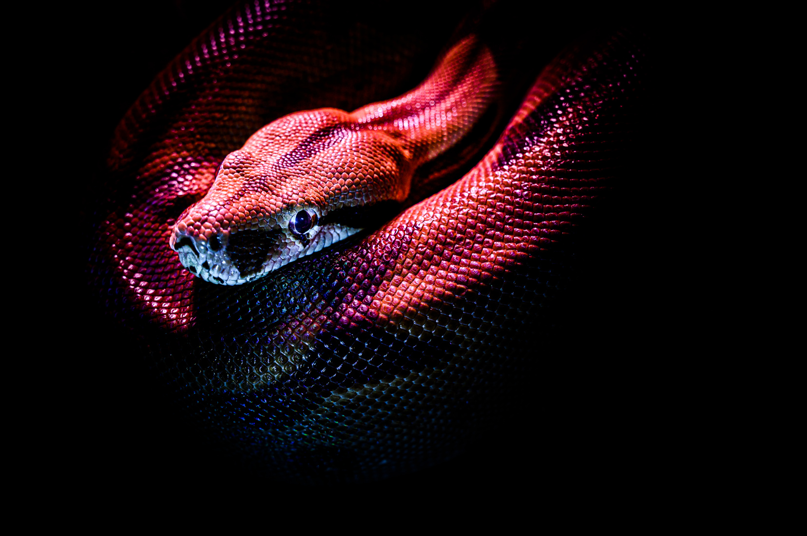 Image for Western Canadian Reptile Expo Calgary