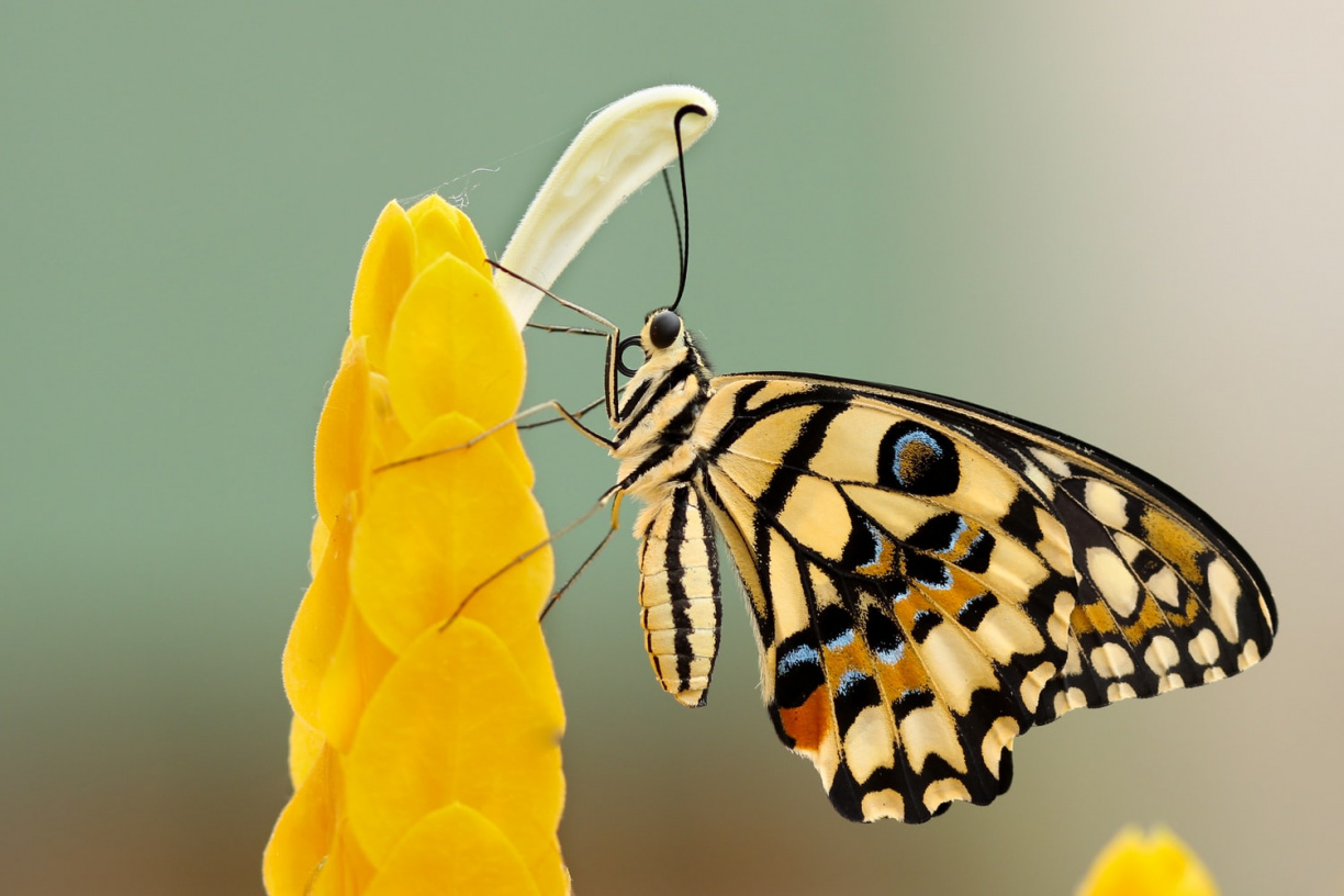 Image for Butterfly Release