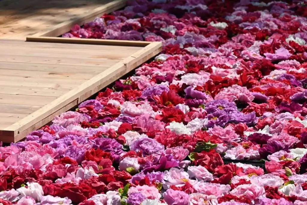 Image for Ueno Toshogu Shrine Spring Peony Festival
