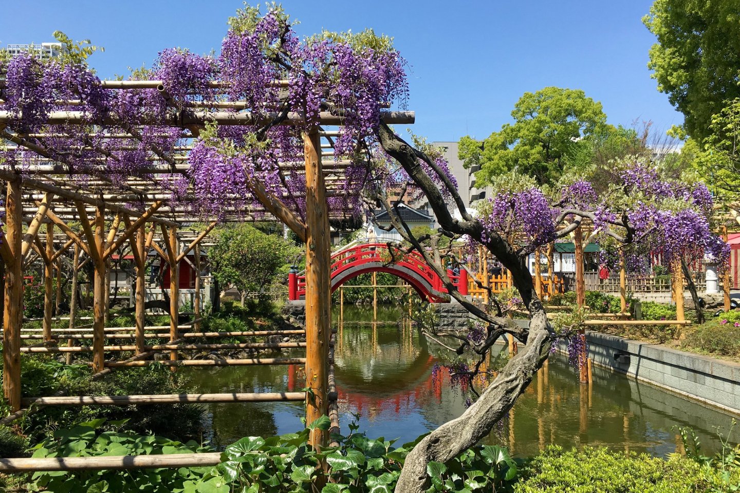 Image for Kameido Tenjin Shrine Wisteria Festival