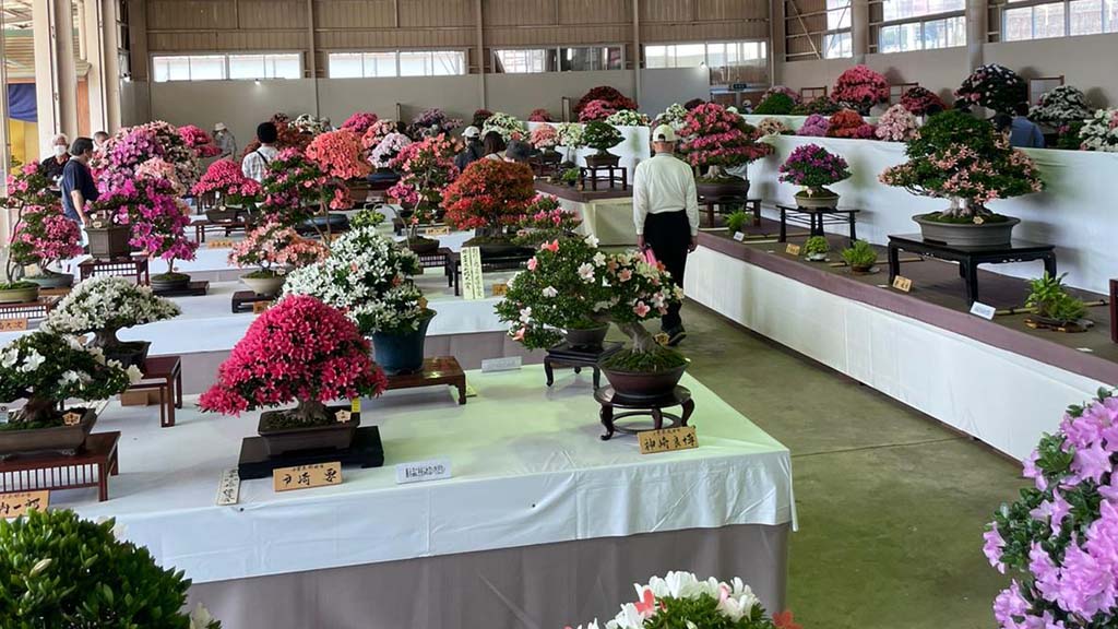 Image for Satsuki Festival