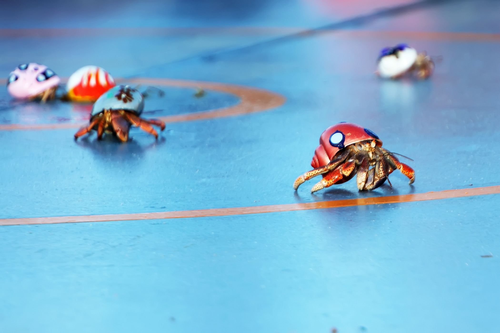 Image for Crab Race