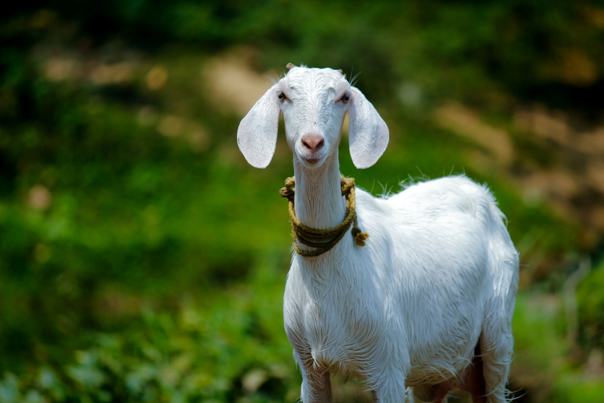 Image for Goat Yoga Sip and Stretch